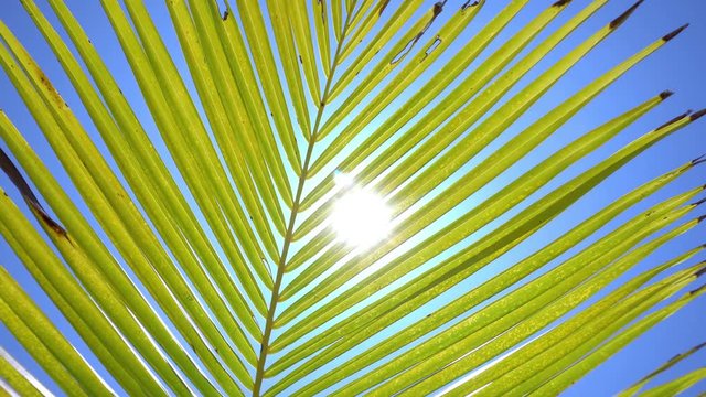 Sunlight through coconut palm tree leaf
