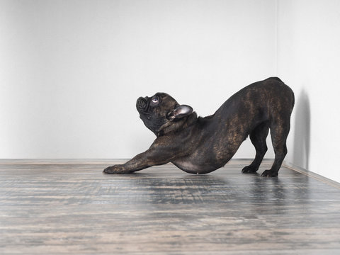 Dog funny stretches. Funny pose. French bulldog breed