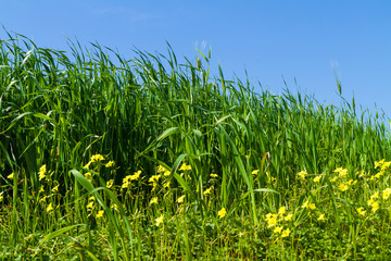 Delicate green barley ears in spring blue sky.