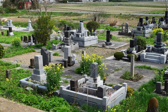 お墓と菜の花