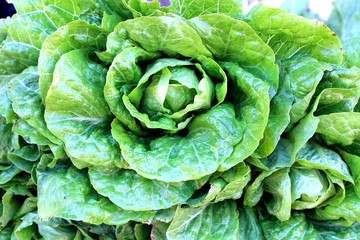 Obraz premium Fresh salad green lettuce spring vegetable salad vitamins