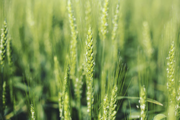 Fototapeta premium Green wheat close up. Wheat sprouts on sunny day. Green background with wheat.