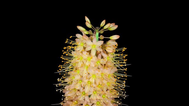 Foxtail lily Eremurus flower blooming timelapse