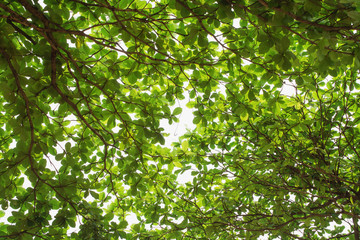 Greenery leaf background texture