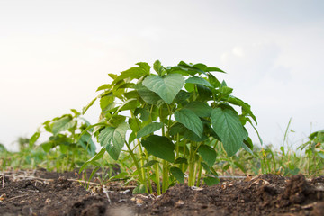 Agricultural, sesame plant growing at rural farmland