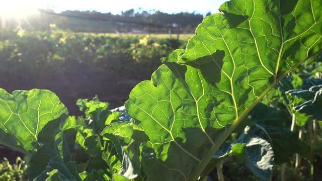 Big leaf of collard plant growing on a field in an organic farm. This kind of cabbage is very typical of Galicia, an autonomous community in Spain.