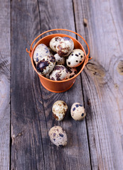 Obraz na płótnie Canvas Fresh quail eggs in a bucket