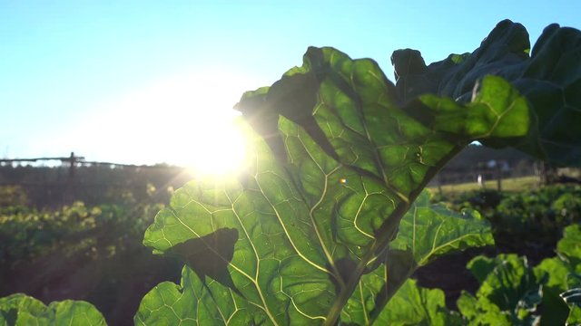 Sun shines through big leaf of collard plant growing on a field in an organic farm. This kind of cabbage is very typical of Galicia, an autonomous community in Spain.
