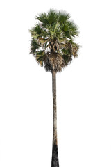 Sugar palm Tree isolated on white background