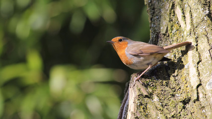 Robin