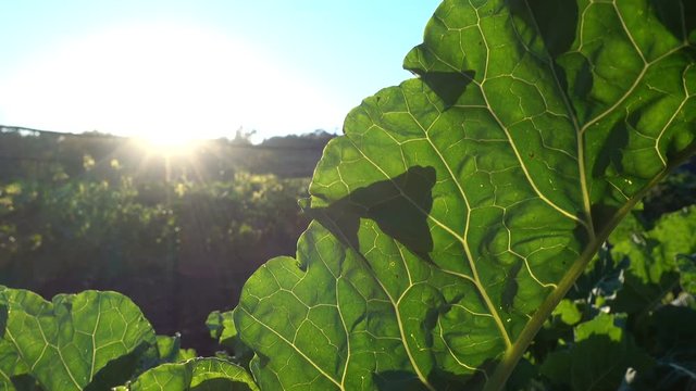 Big leaf of collard plant growing on a field in an organic farm at the sunset. This kind of cabbage is very typical of Galicia, an autonomous community in Spain.