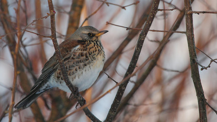 Fieldfare