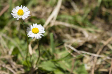 Daisies