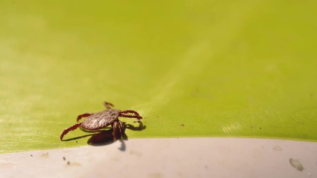 Braune Hundezecke als Krankheits&uuml;bertr&auml;ger