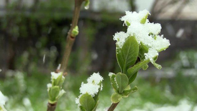 Anomalous Weather In The Spring. Snow Lies On Green Leaves Late Spring. Snow Falls On Green Fresh Leaves On The Tree On The Snowfall Background. Global Warming