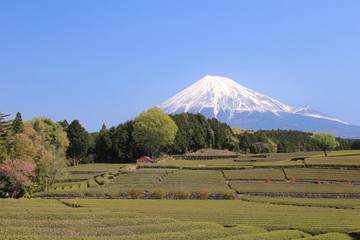 Fototapeta na wymiar 富士市　富士山と茶畑