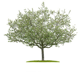 Naklejka premium Blühender Kirschbaum vor einem weißen Hintergrund