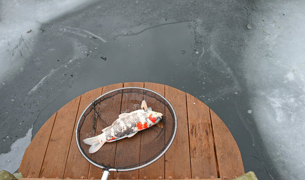 Koi erfroren