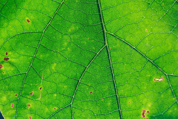 Fresh green leaf texture macro close-up