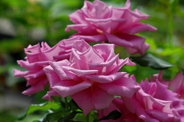 満開の紫色の薔薇の花