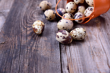 Obraz premium Scattered from a bucket quail eggs on a gray wooden surface