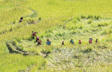 The harvest in the Himalayas - Nepal
