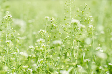 エコロジーイメージ