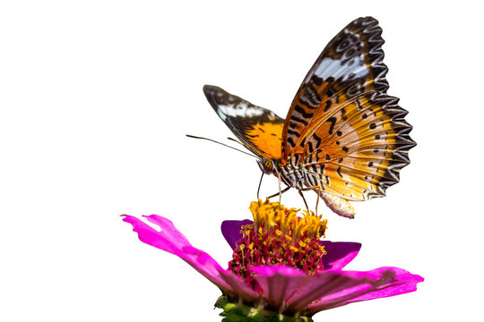 butterfly on zinnia flower isolated on white(The Leopard Lacewing)