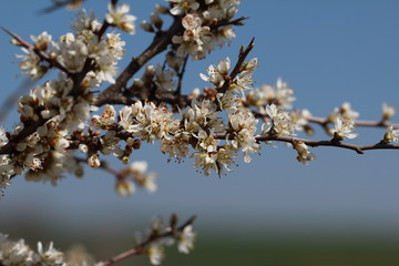 Spring flowering / Spring flowering of fruit trees