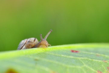 Little snail crawling on green leaf in garden in morning. Snail in the natural wetland habitats