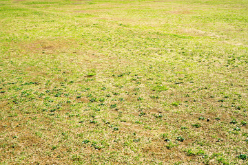 草むらのテクスチャ