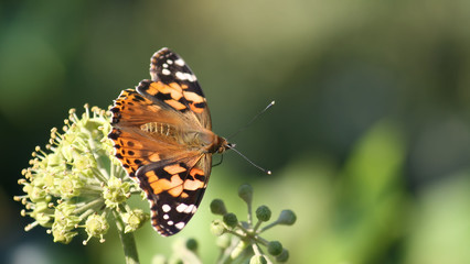 Painted Lady
