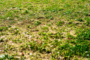 草むらのテクスチャ