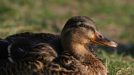Duck