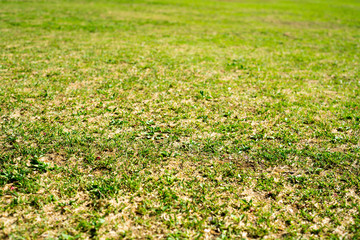 草むらのテクスチャ