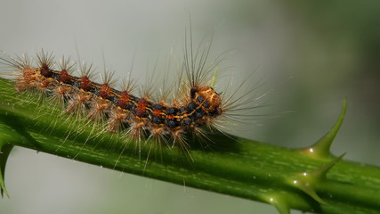 Caterpillar