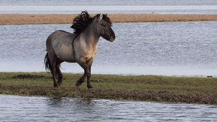 Konik Horse © Sjaak
