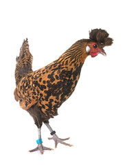 Appenzelloise chicken in studio