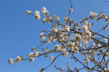 Photo of flowering cherry. Gardening- trees