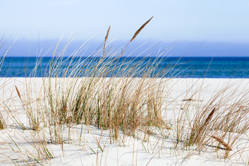 Plaża z trawą wydmową w Prerow, Darß, Fischland, Mecklenburg-Vorpommern - 147496945