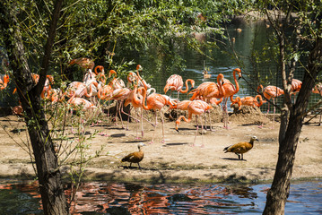 Naklejka premium Flamingos