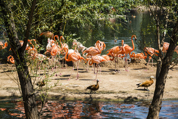 Fototapeta premium Flamingo in Moscow Zoo