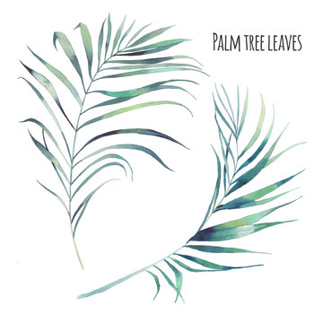 Watercolor tropical leaves set. Hand painted exotic palm tree branches isolated on white background. Botanical clip art. Summer plants illustration
