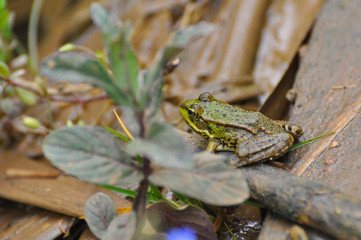 The edible frog (Pelophylax kl. esculentus) common water frog or green frog. Little frog in pond