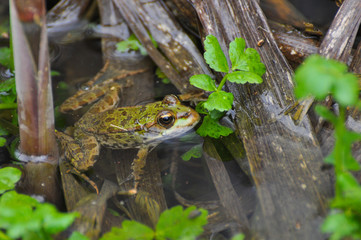 The edible frog (Pelophylax kl. esculentus) common water frog or green frog. Little frog in pond