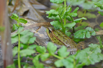 The edible frog (Pelophylax kl. esculentus) common water frog or green frog. Little frog in pond