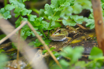The edible frog (Pelophylax kl. esculentus) common water frog or green frog. Little frog in pond