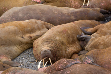 Life Atlantic walruses at haul out sites is (at most) of sleep and small conflicts with neighbors