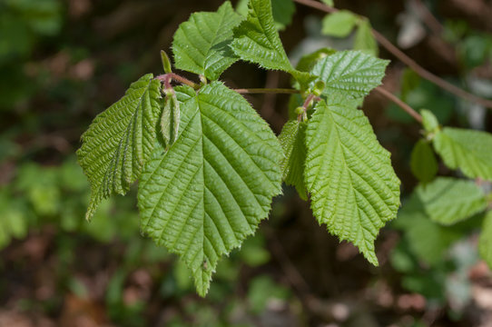 détail feuilles de noisetier en forêt