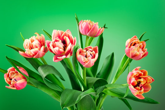 Spring tulip flower bouquet on a green background